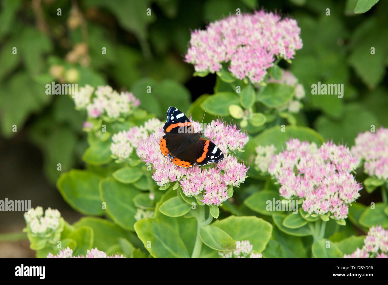 Red Admiral butterfly rests on a pink sedum flower Stock Photo