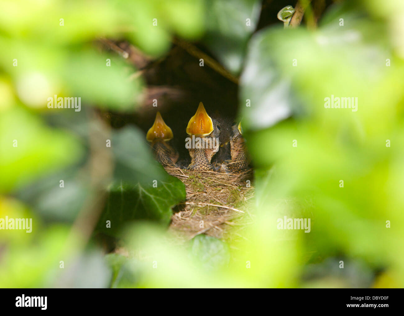 three robin chicks in a nest hidden in ivy, with their beaks open