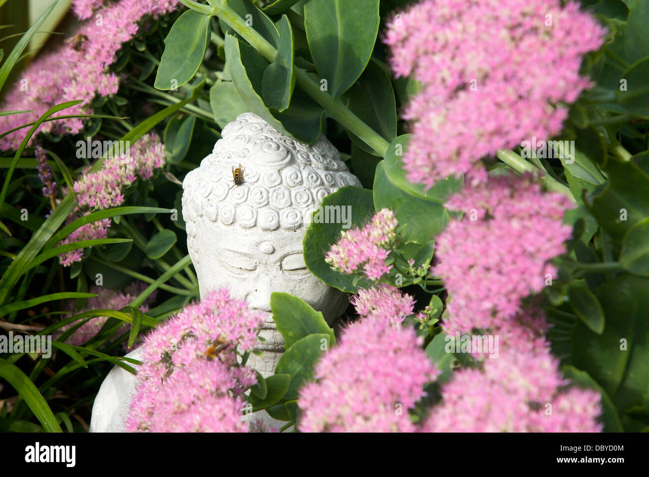 a wasp rests on Buddha's head, surrounded by pink sedum flowers Stock Photo