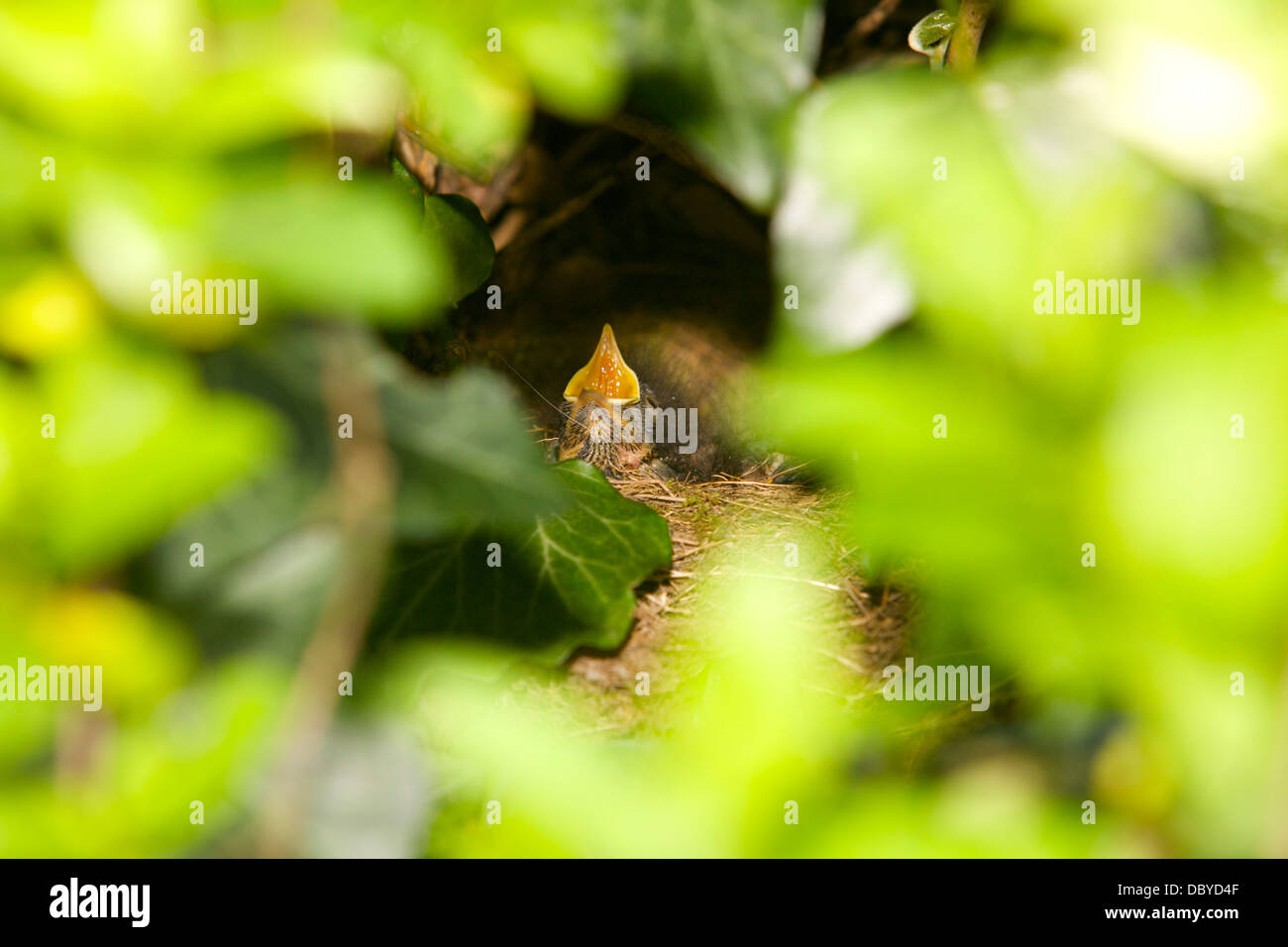 a robin chick in a nest hidden in ivy, with its beaks open waiting to