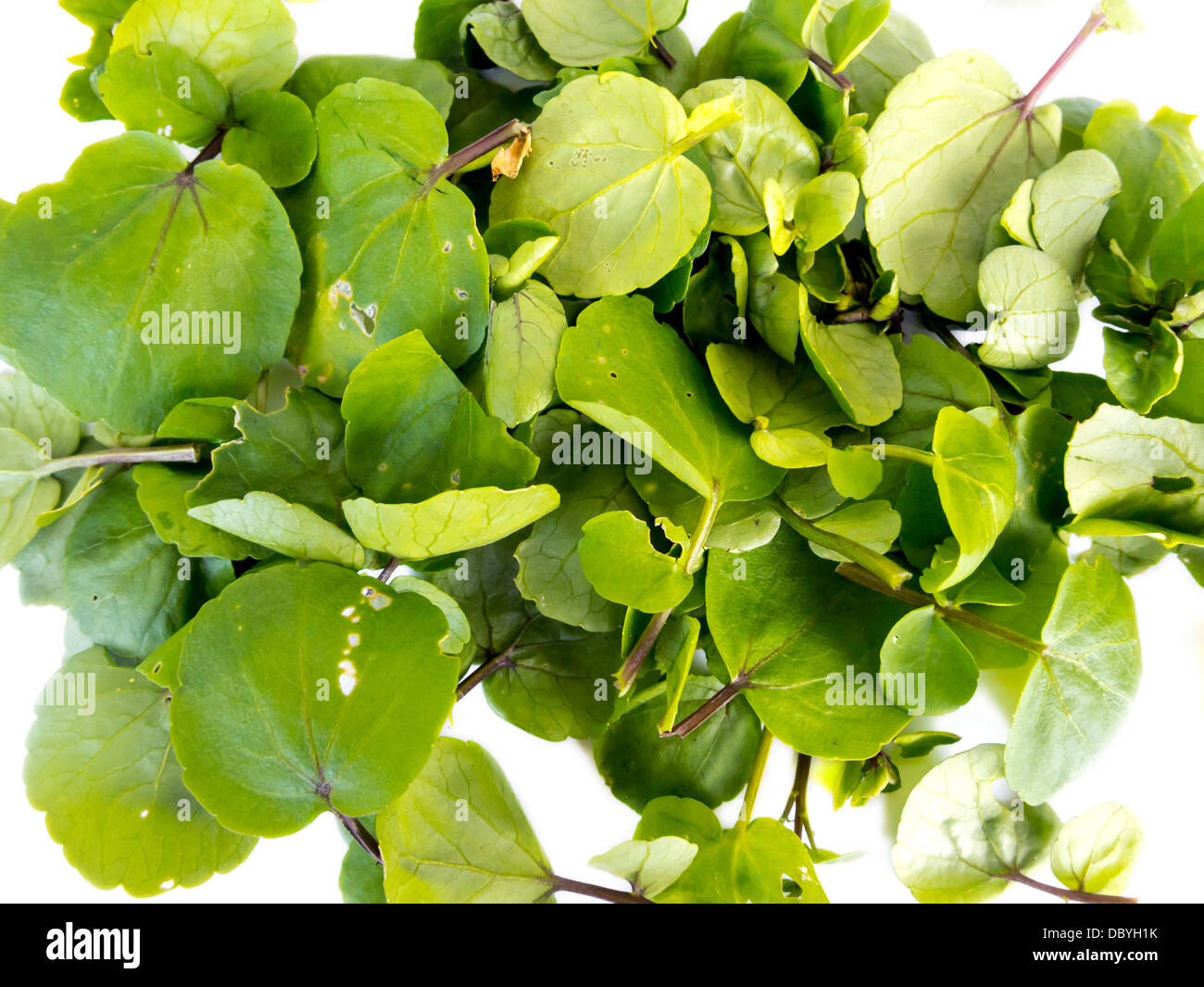 Watercrest hires stock photography and images Alamy
