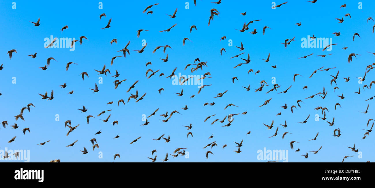 Big flock of flying birds with blue sky. Stock Photo