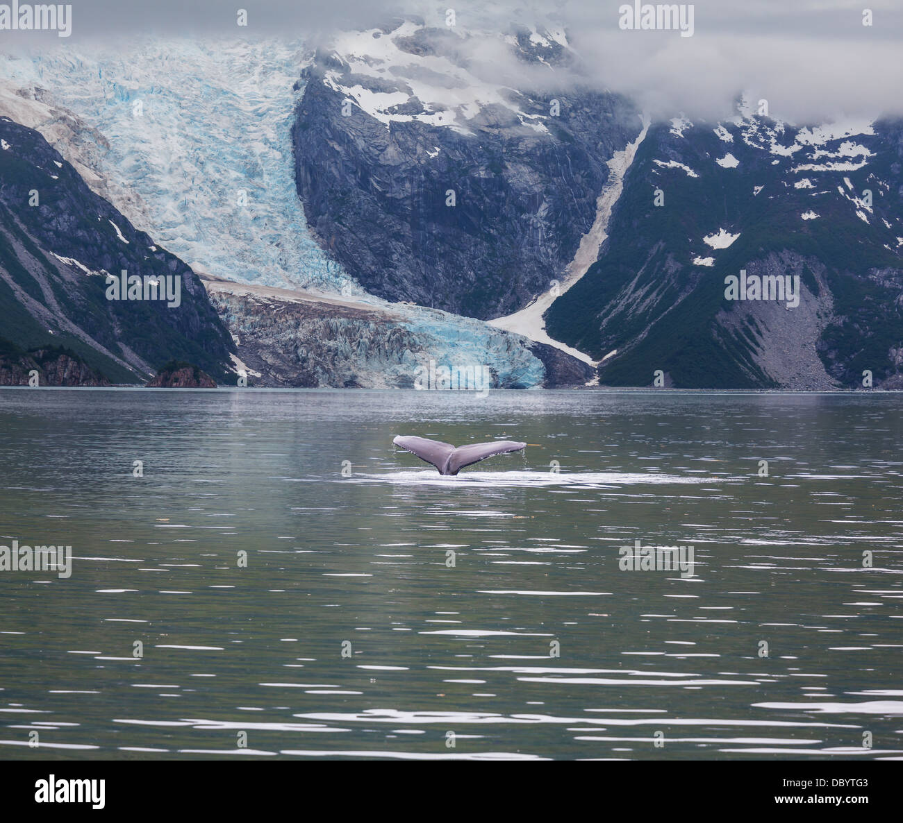 Humpback whale alaska beautiful hi-res stock photography and images - Alamy