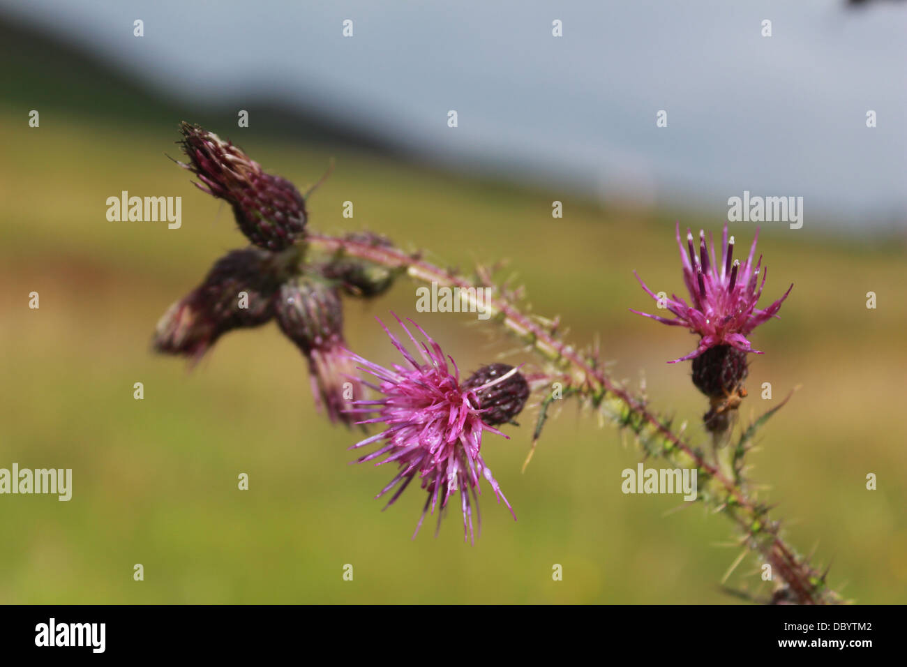 Thistles flowering in the Scottish Highlands Stock Photo