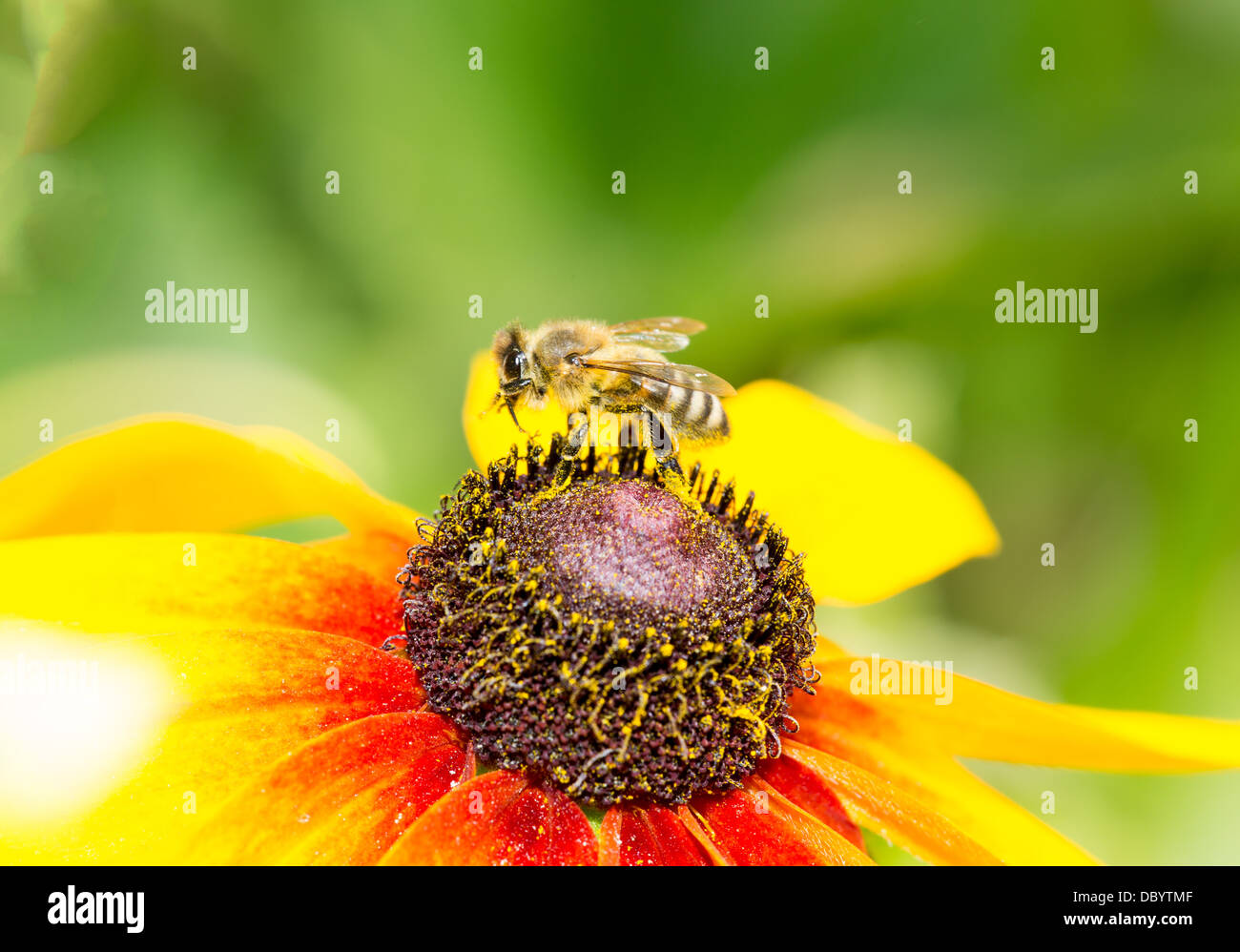 A bee drinking nectar on the yellow flower Stock Photo Alamy