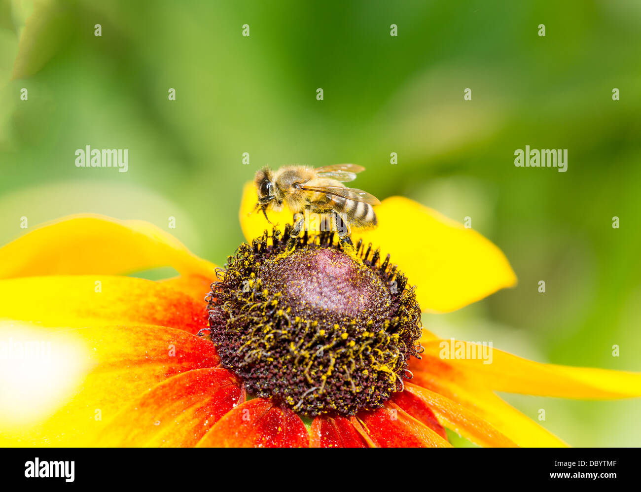 A bee drinking nectar on the yellow flower Stock Photo