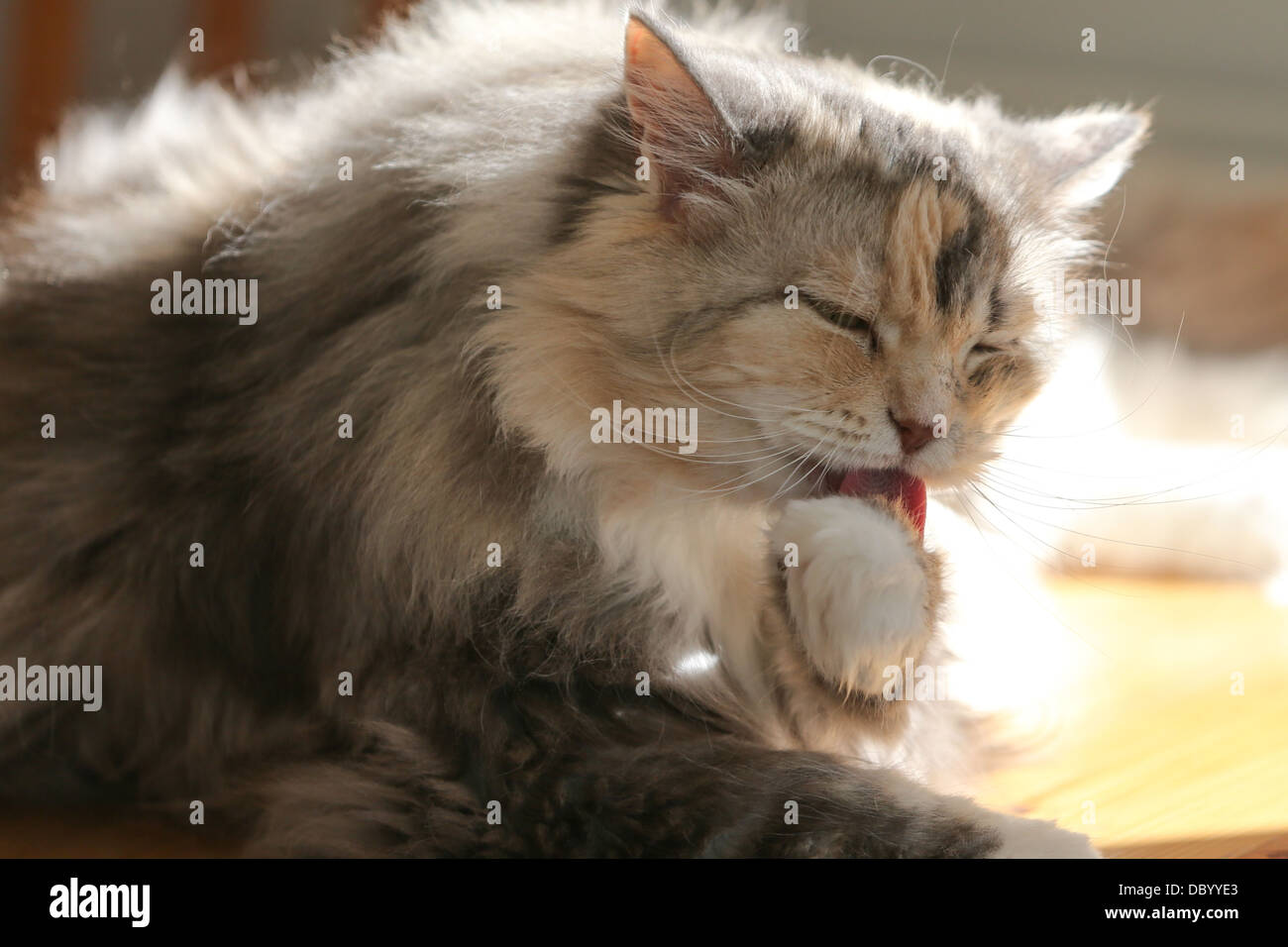 CROSS BREAD BRED PERSIAN RAGDOLL ADULT CAT SITTING ON A TABLE GROOMING Stock Photo