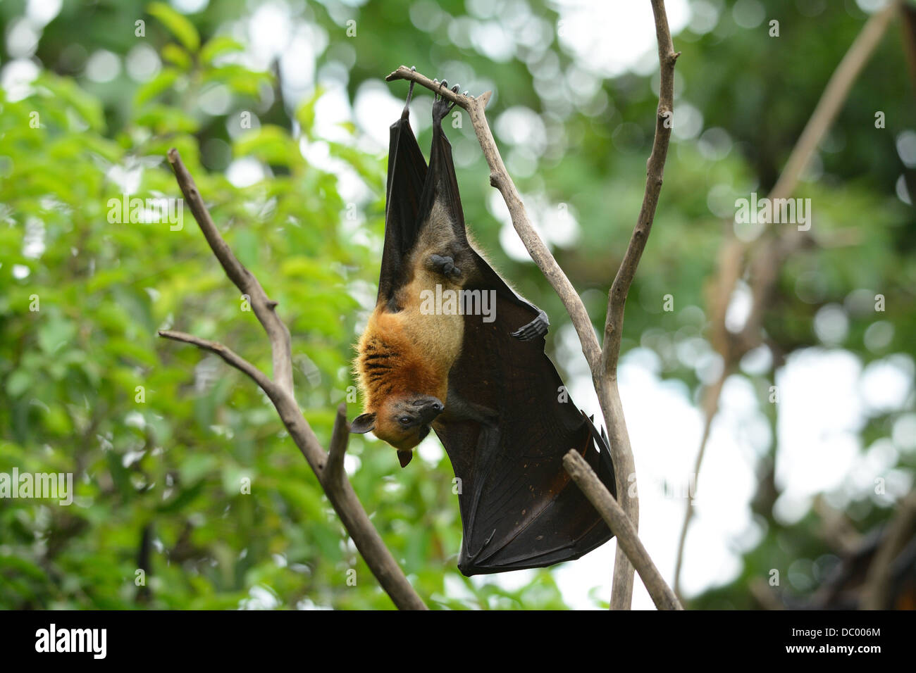 male lyie's flyingfox sleeping in the tree Stock Photo