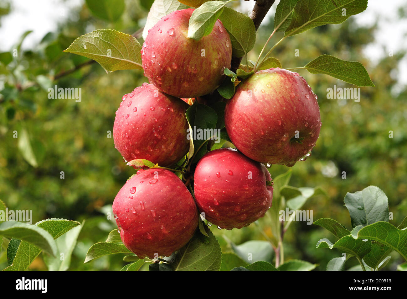 Red apples growing on an apple tree in an orchard Stock Photo