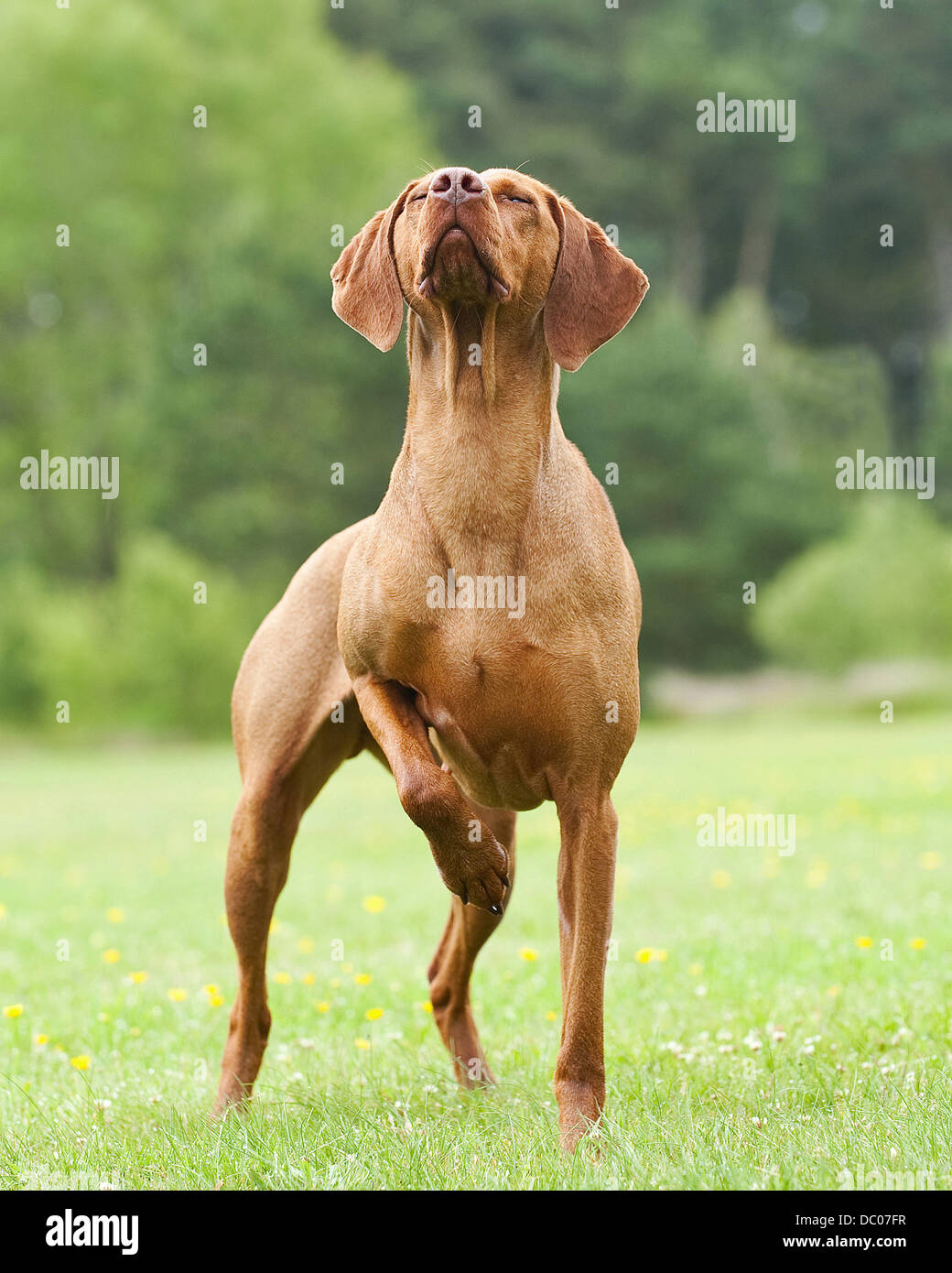 kennel club dog search