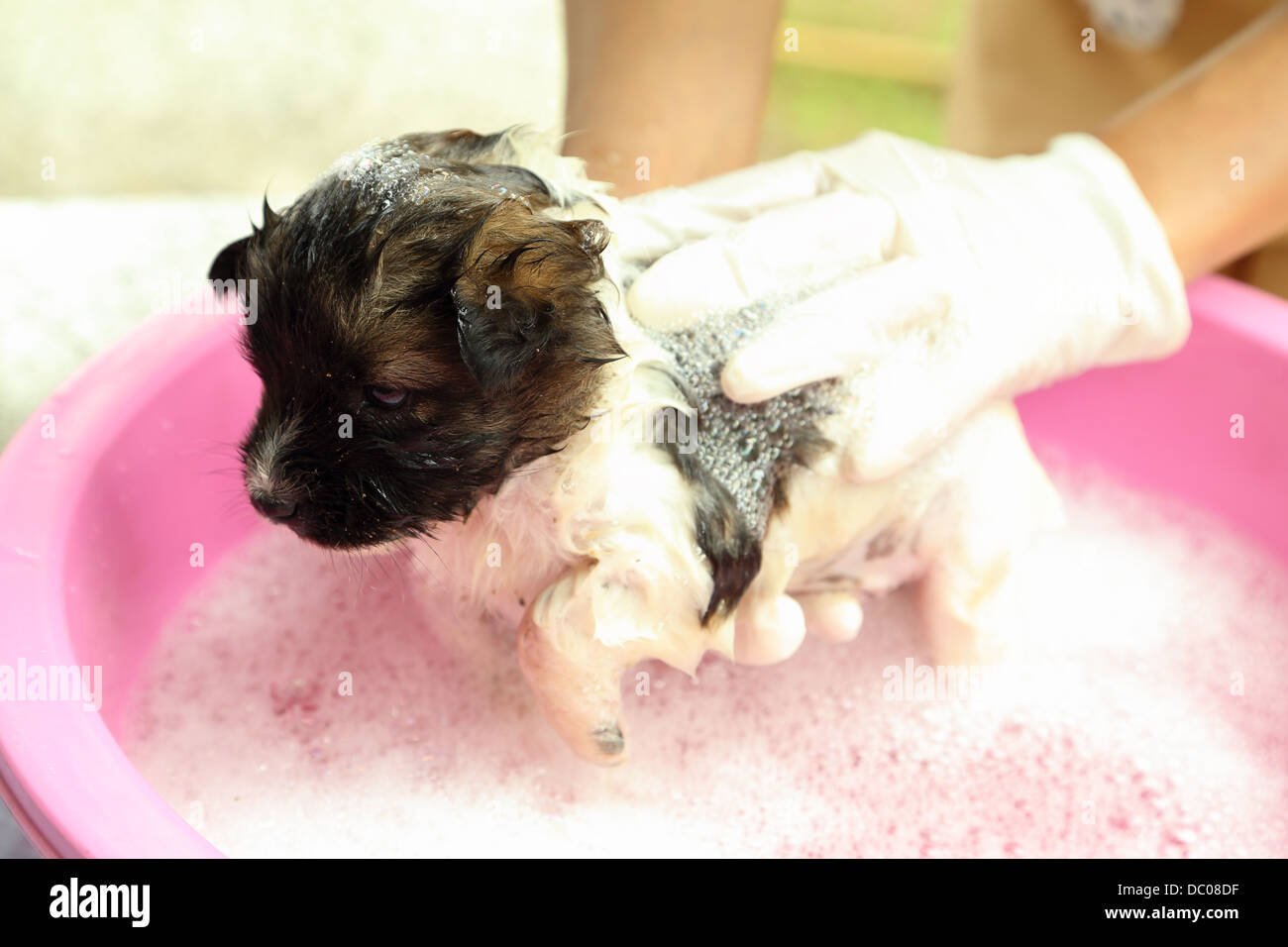 Когда можно купать собаку после. Собачка купается в ванной. Искупать щенка. Гигиена животных. Маленькая собака в ванной.