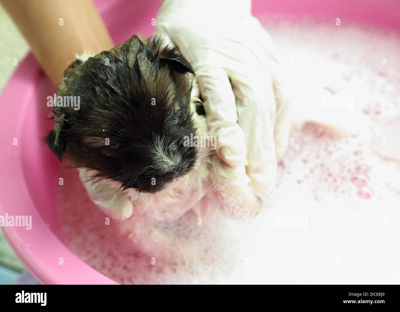 puppy dog in bath tub with hand washing its fur Stock Photo Alamy
