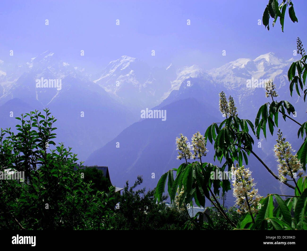 Himalayan Knotweed against a mountainous background in the Spiti Valley, in Himachal Pradesh, India. Stock Photo