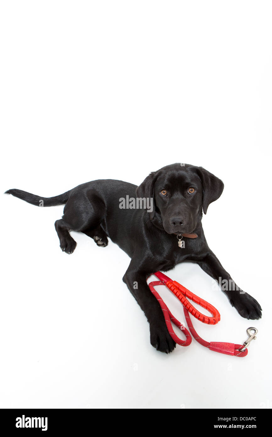 Dog with lead on white background Stock Photo - Alamy