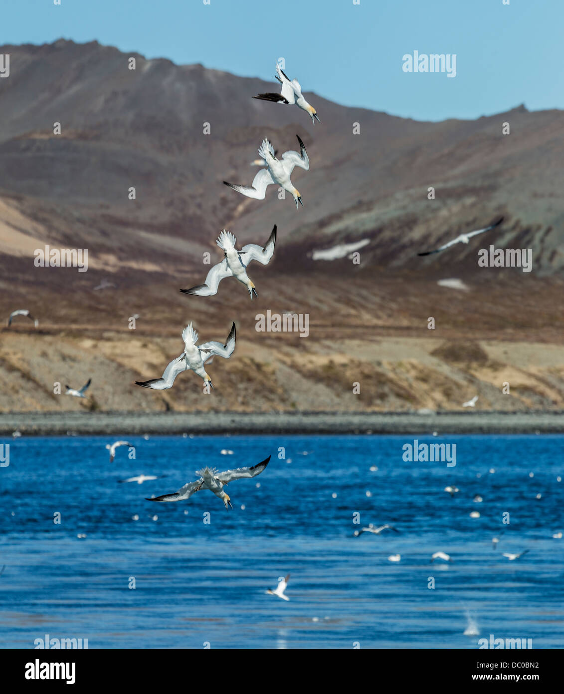 Northern Gannets diving for food, Kolgrafarfjordur fjord, Iceland. Stock Photo