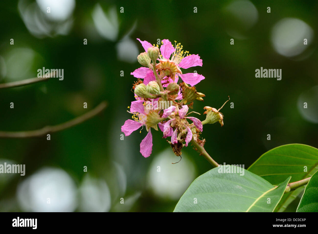 beautiful Queen's Flower flower (Lagerstroemia macrocarpa Wall) at Thai flower garden Stock Photo