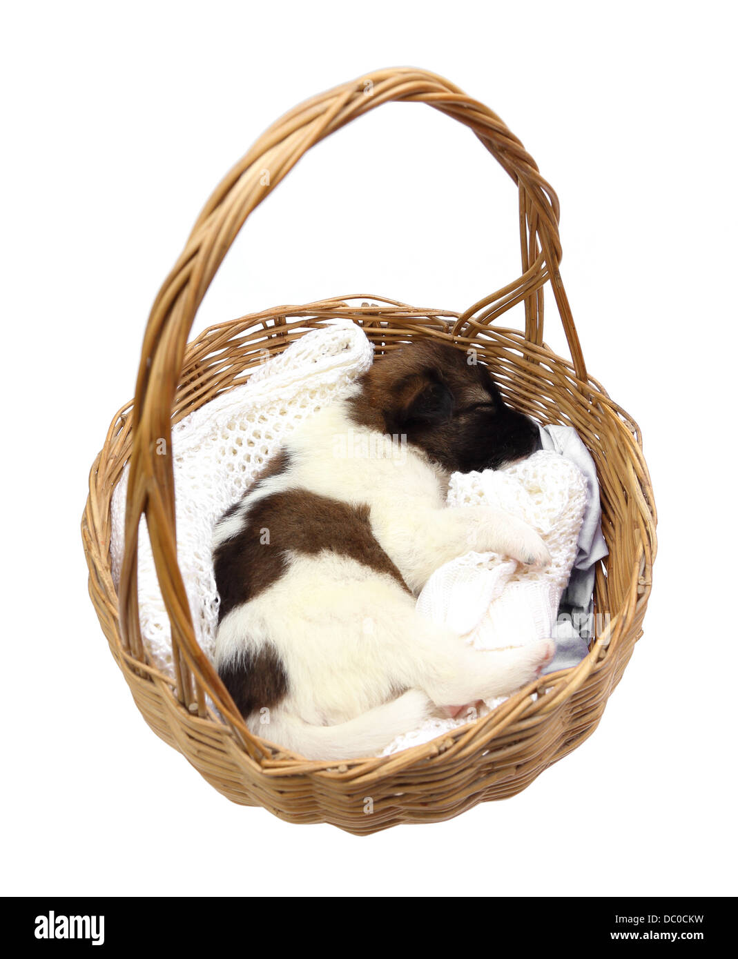 little puppy dog sleeping in basket on white background Stock Photo