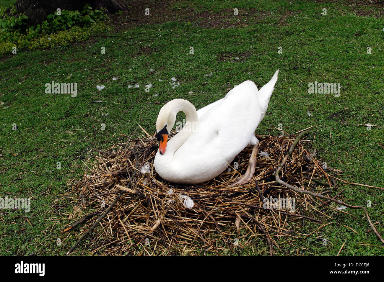 Bruges Belgium Flanders Europe Brugge white swan on nest in park by Minnewater Stock Photo