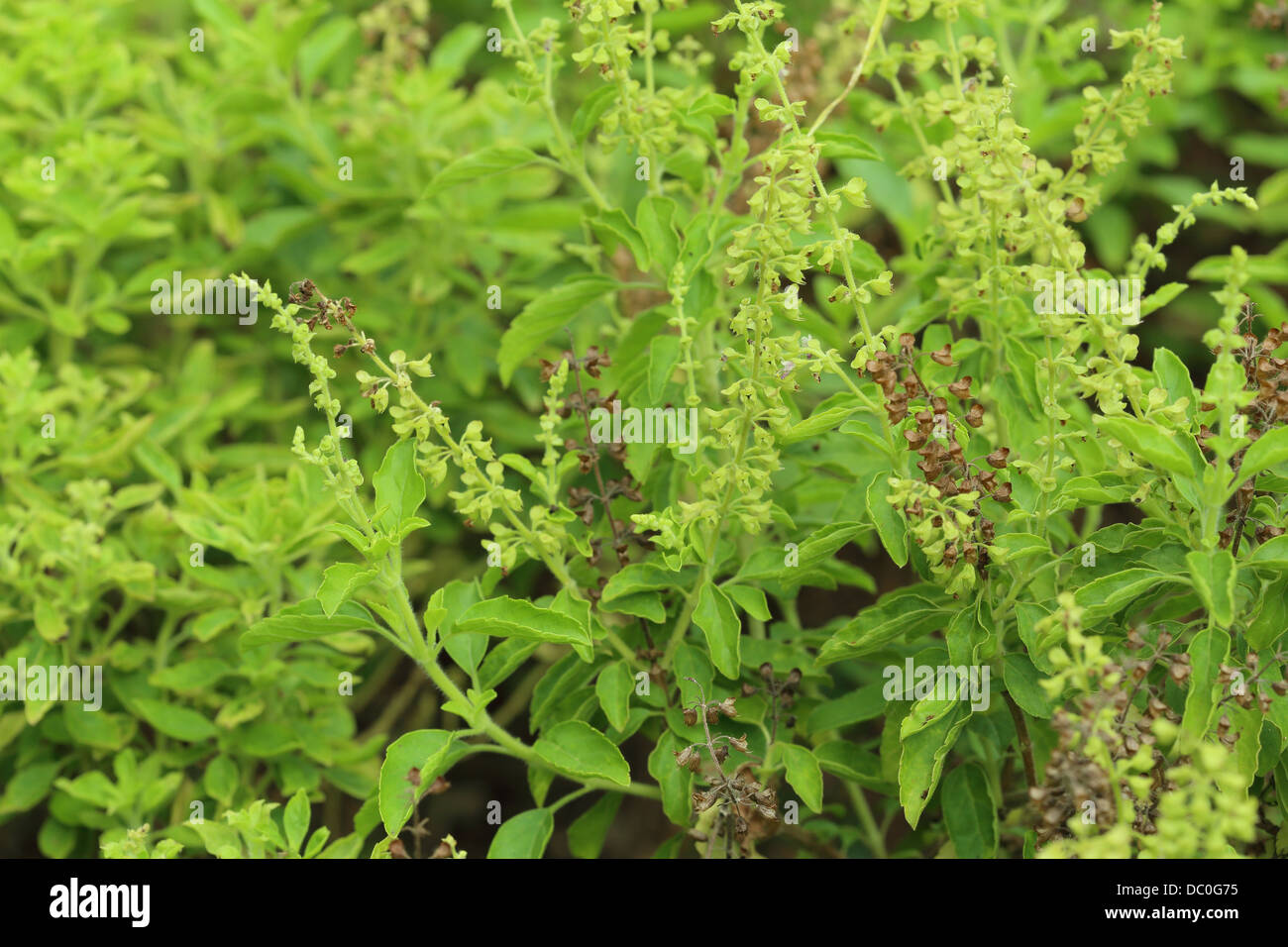 Holy basil hires stock photography and images Alamy