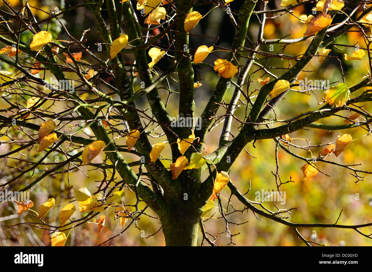 Autumn leaves glowing yellow on a tree Stock Photo - Alamy