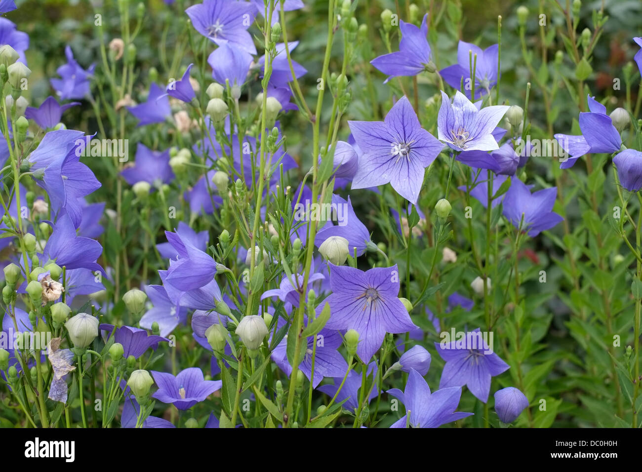 Blue wild flowers Stock Photo Alamy