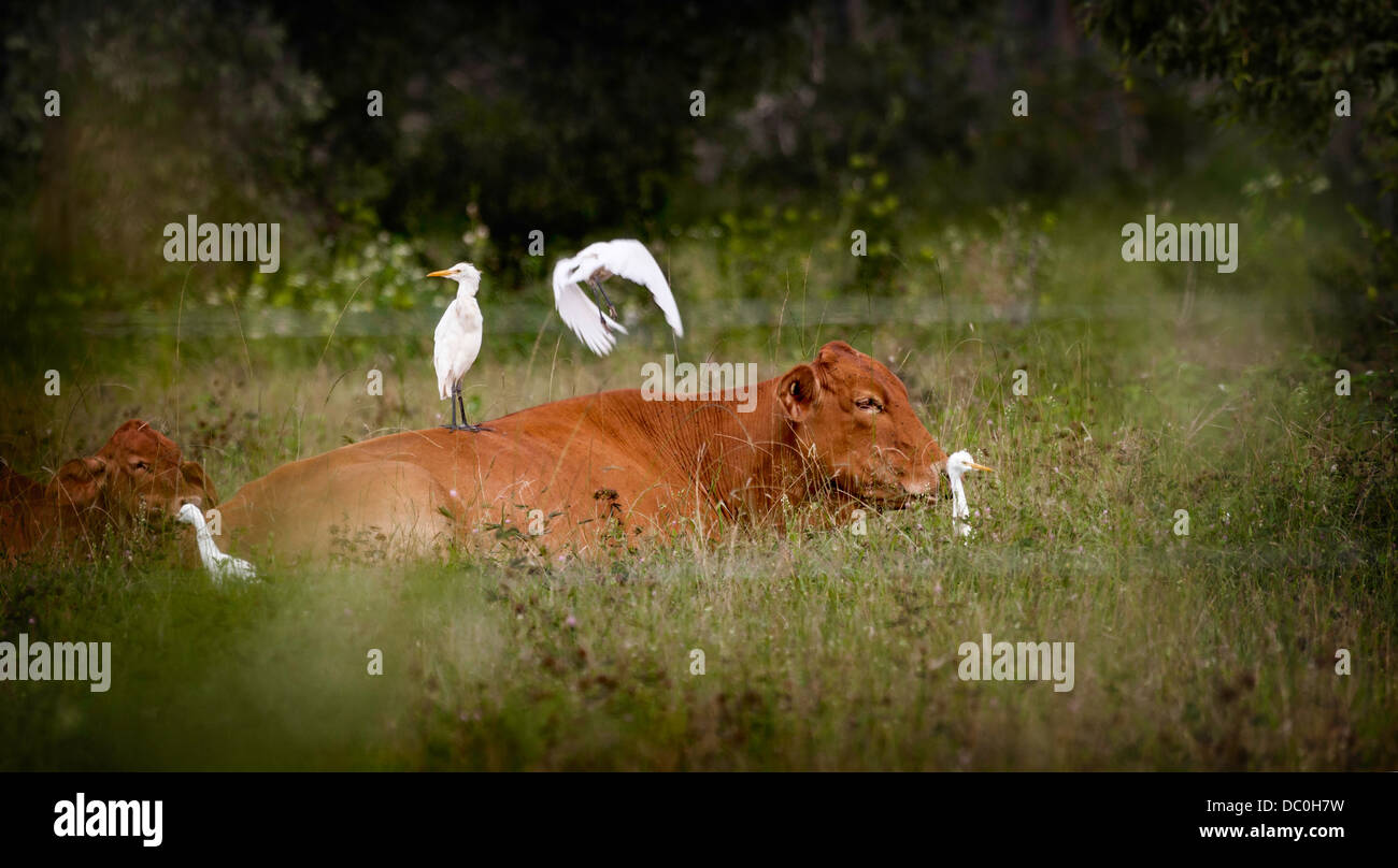 Cow lying in a field with Egret birds on its back, Queensland, Australia. Stock Photo