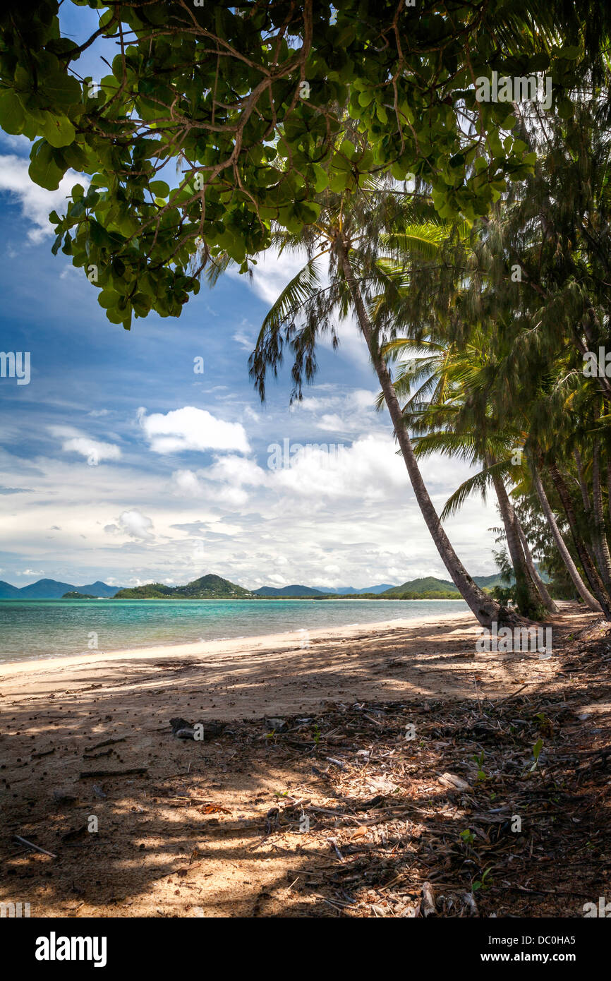 North of Cairns, Queensland, Australia. Beautiful palm trees on deserted sandy beach Stock Photo
