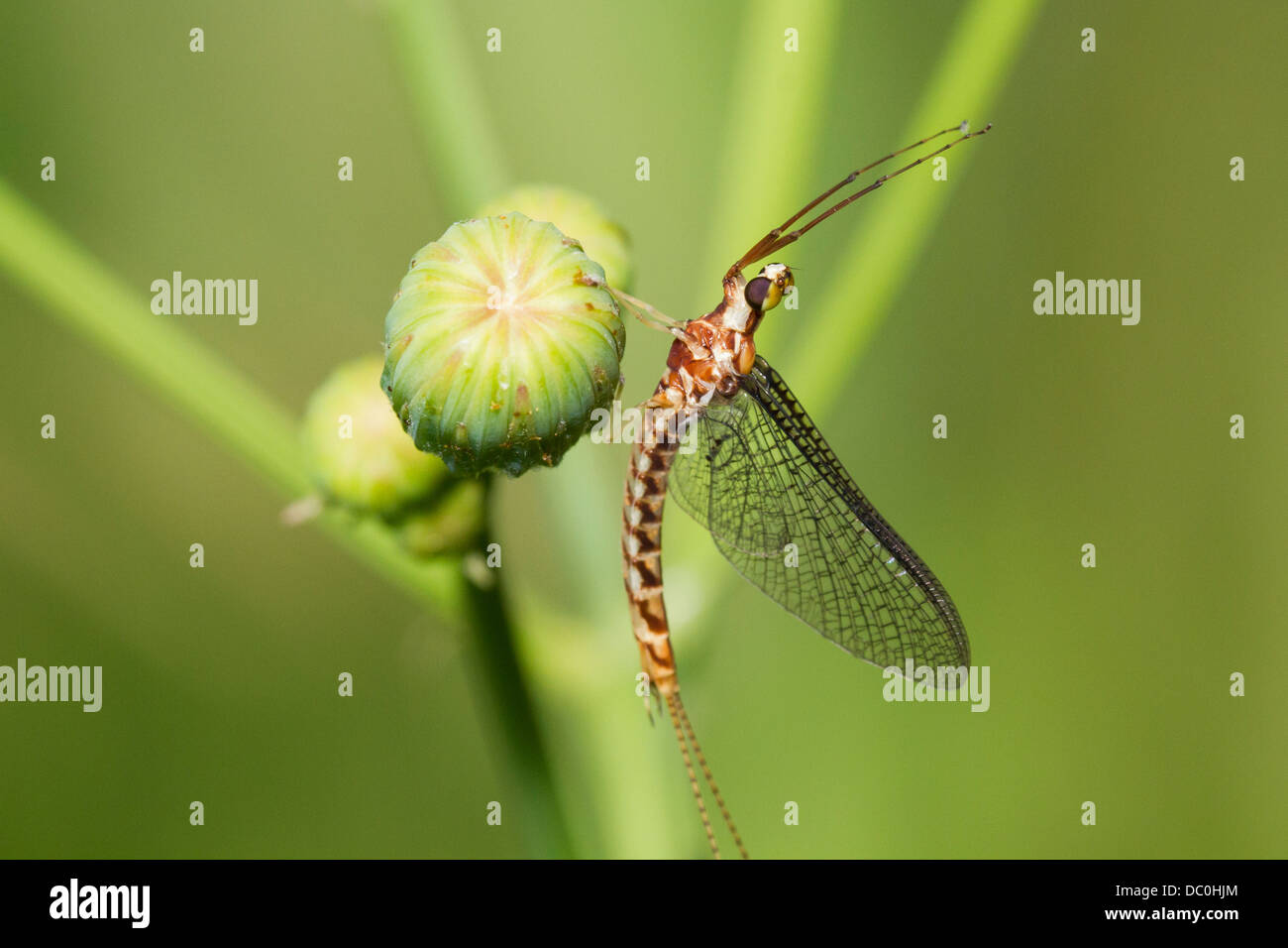 Mayfly on a green background Stock Photo