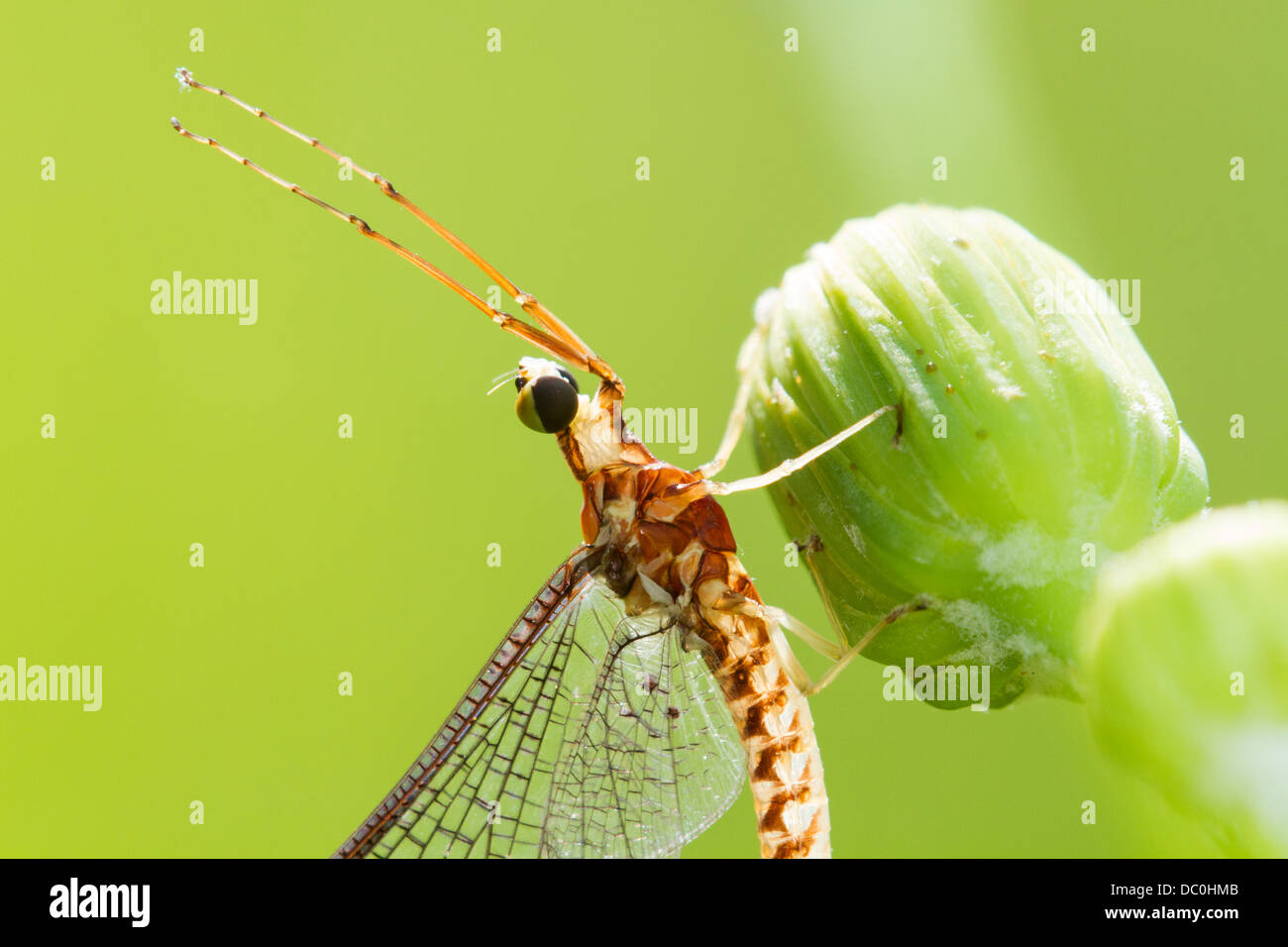Mayfly on a green background Stock Photo