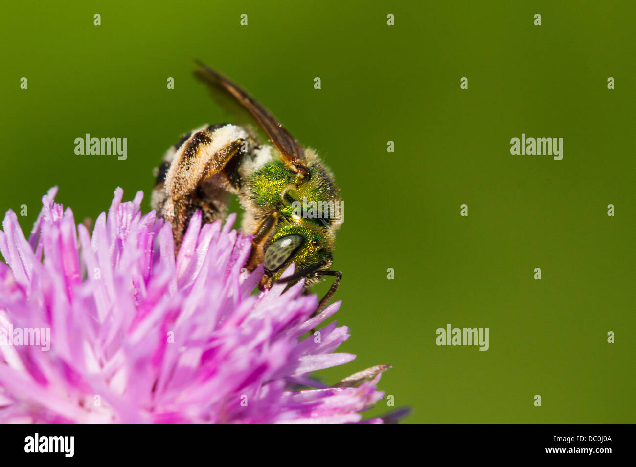 Superb Halictid bee - Augochlorella sp Stock Photo