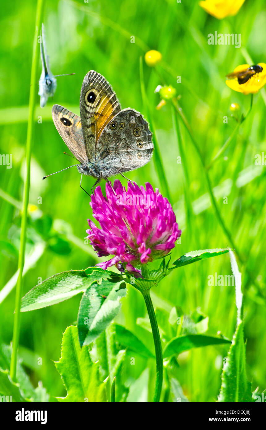 Beautiful flower background with exotic butterflies in Retezat mountains Stock Photo