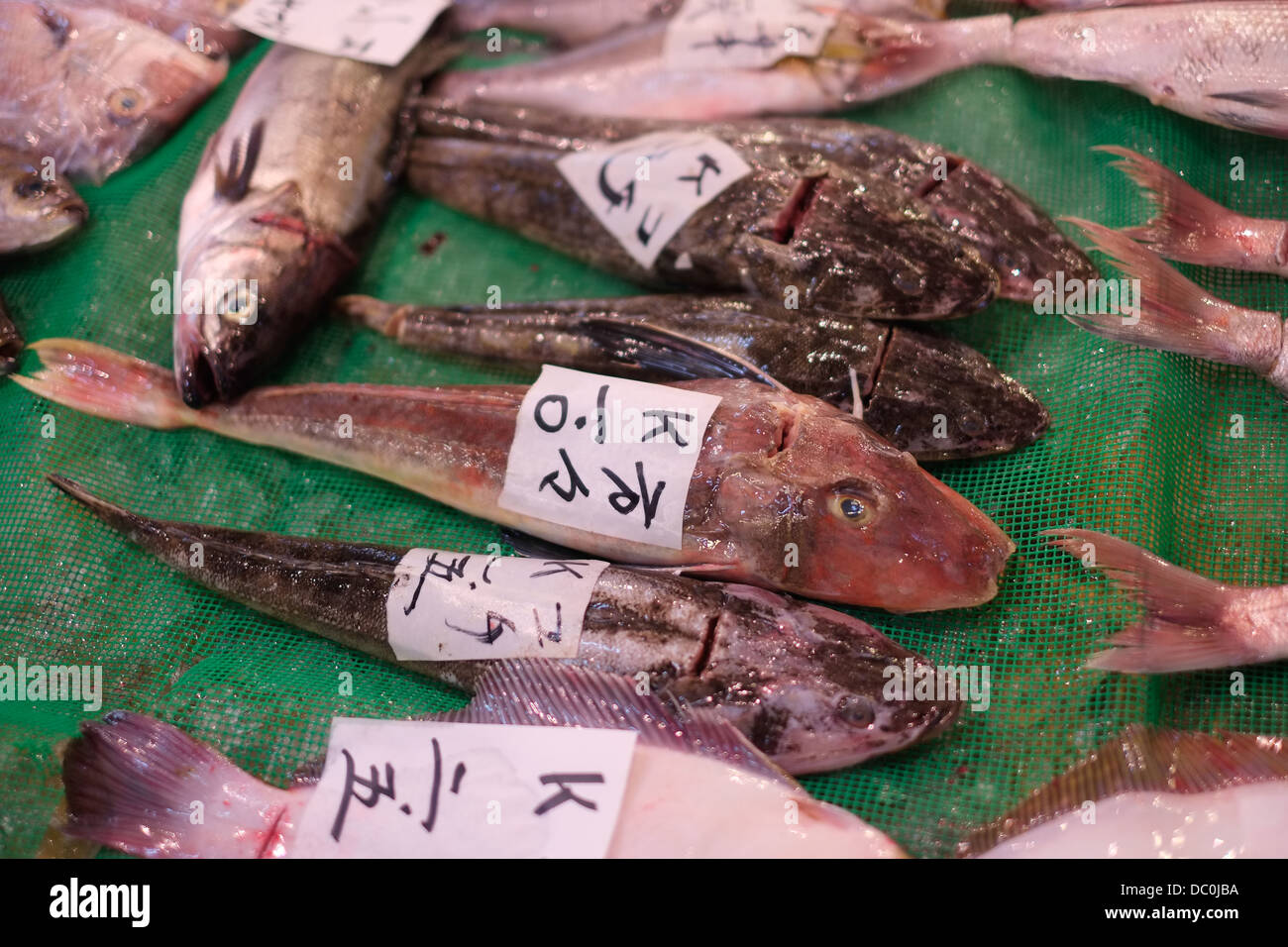 Assorted fish at Tsukiji fish market, Tokyo Japan Stock Photo Alamy