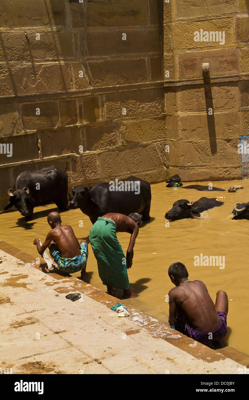 men bathing in the River Ganges along with cows in Varanasi in India Stock Photo