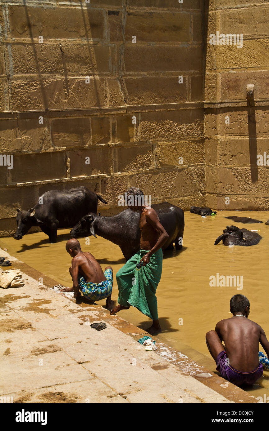 men bathing in the River Ganges along with cows in Varanasi in India Stock Photo