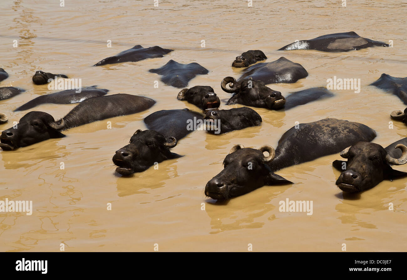 cows bathing in the River Ganges in Varanasi in India Stock Photo