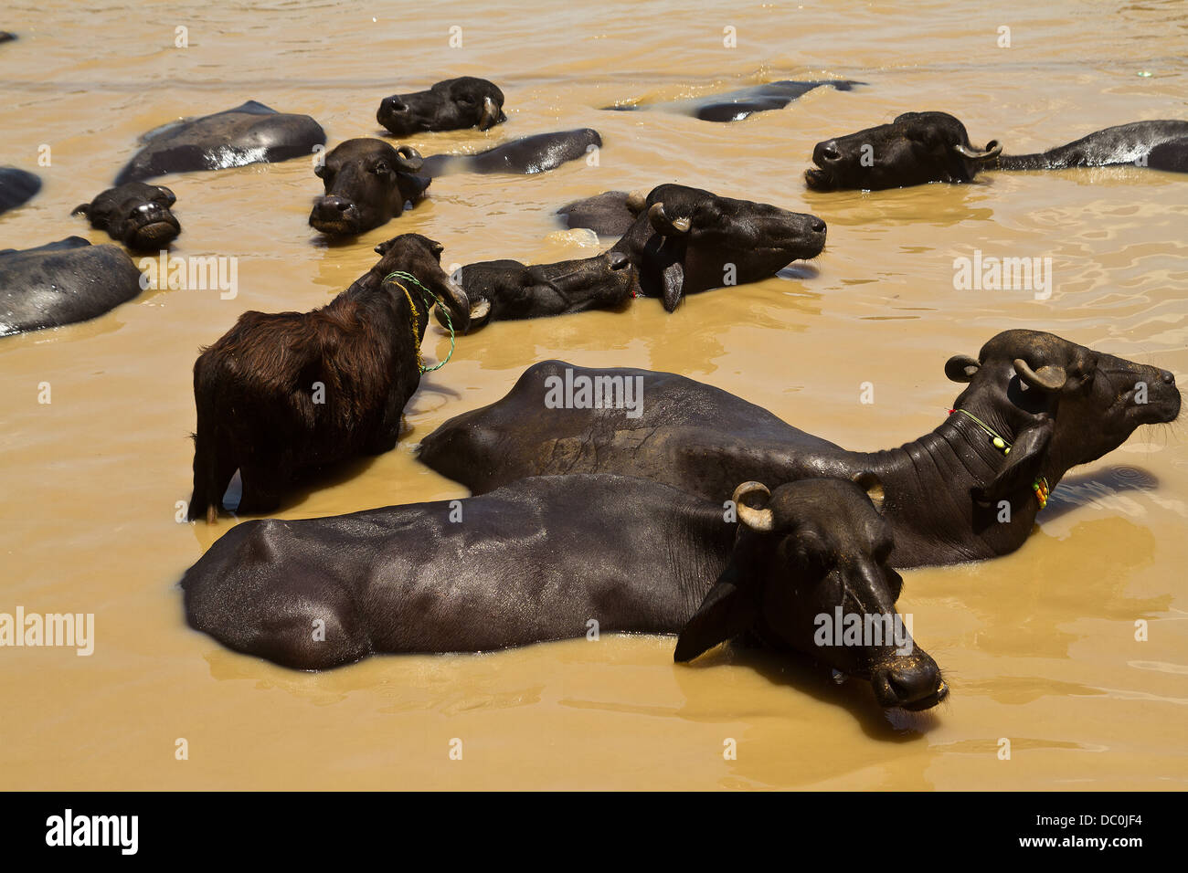cows bathing in the River Ganges in Varanasi in India Stock Photo