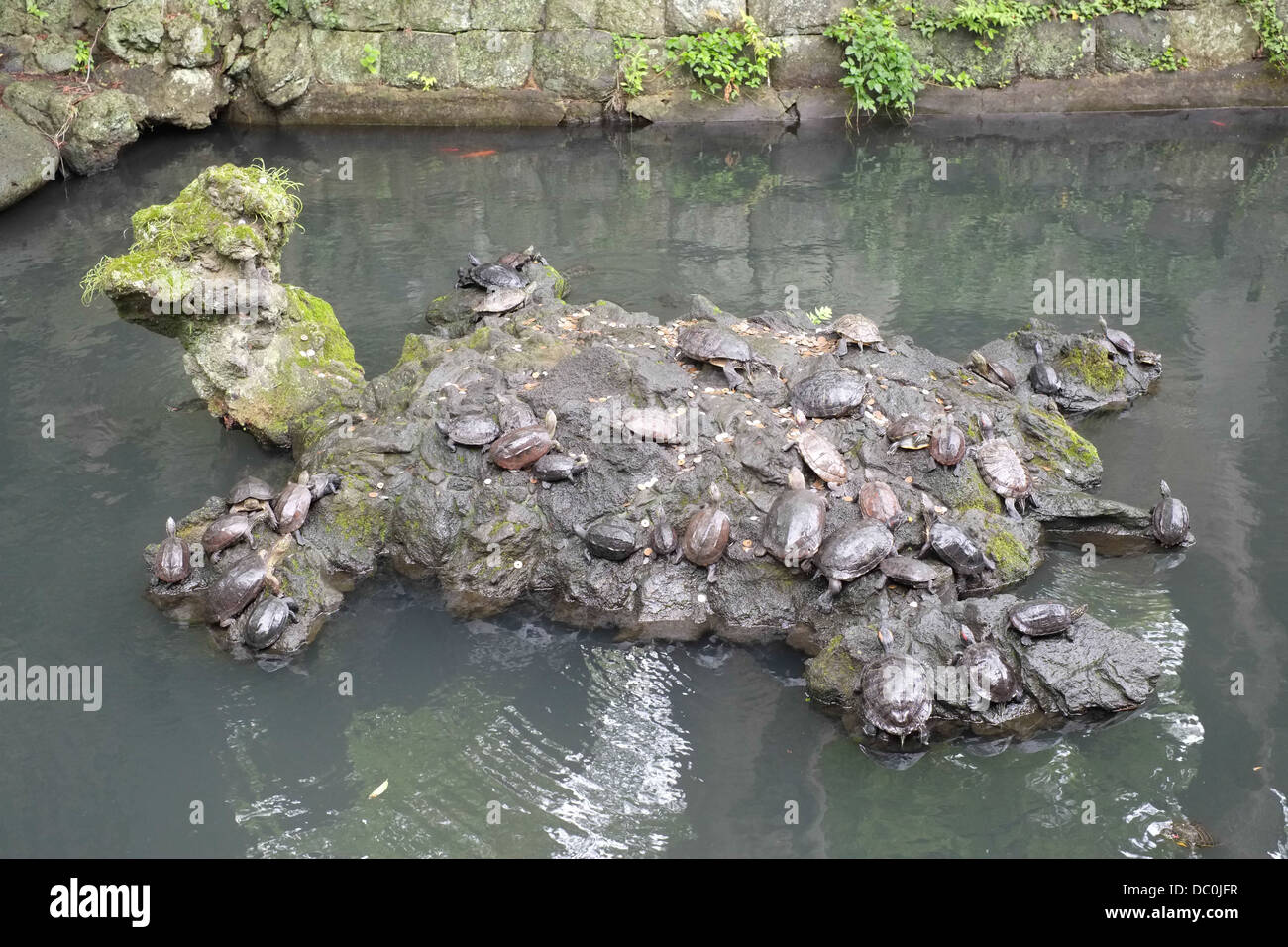 Turtles on a rock. Stock Photo