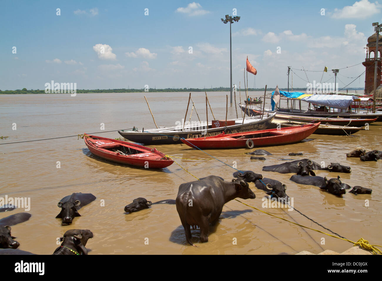 cows bathing in the Ganges Stock Photo
