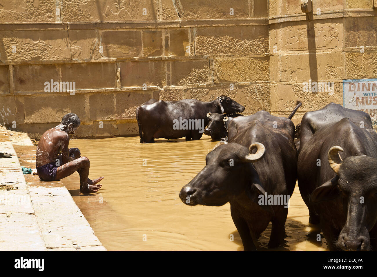 man bathing in the River Ganges along with cows in Varanasi in India Stock Photo