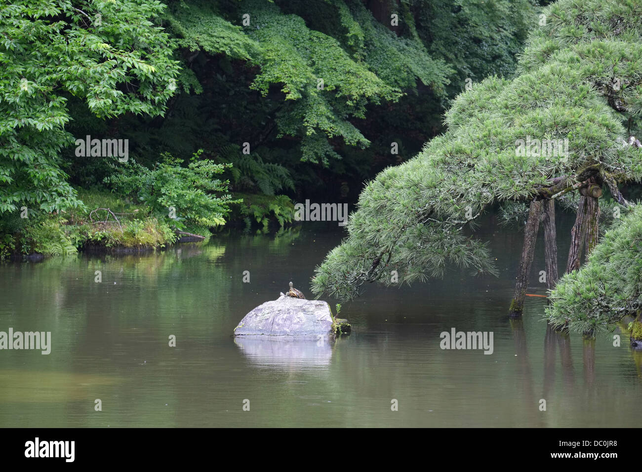 Turtle on a rock in a Japanese pond. Stock Photo