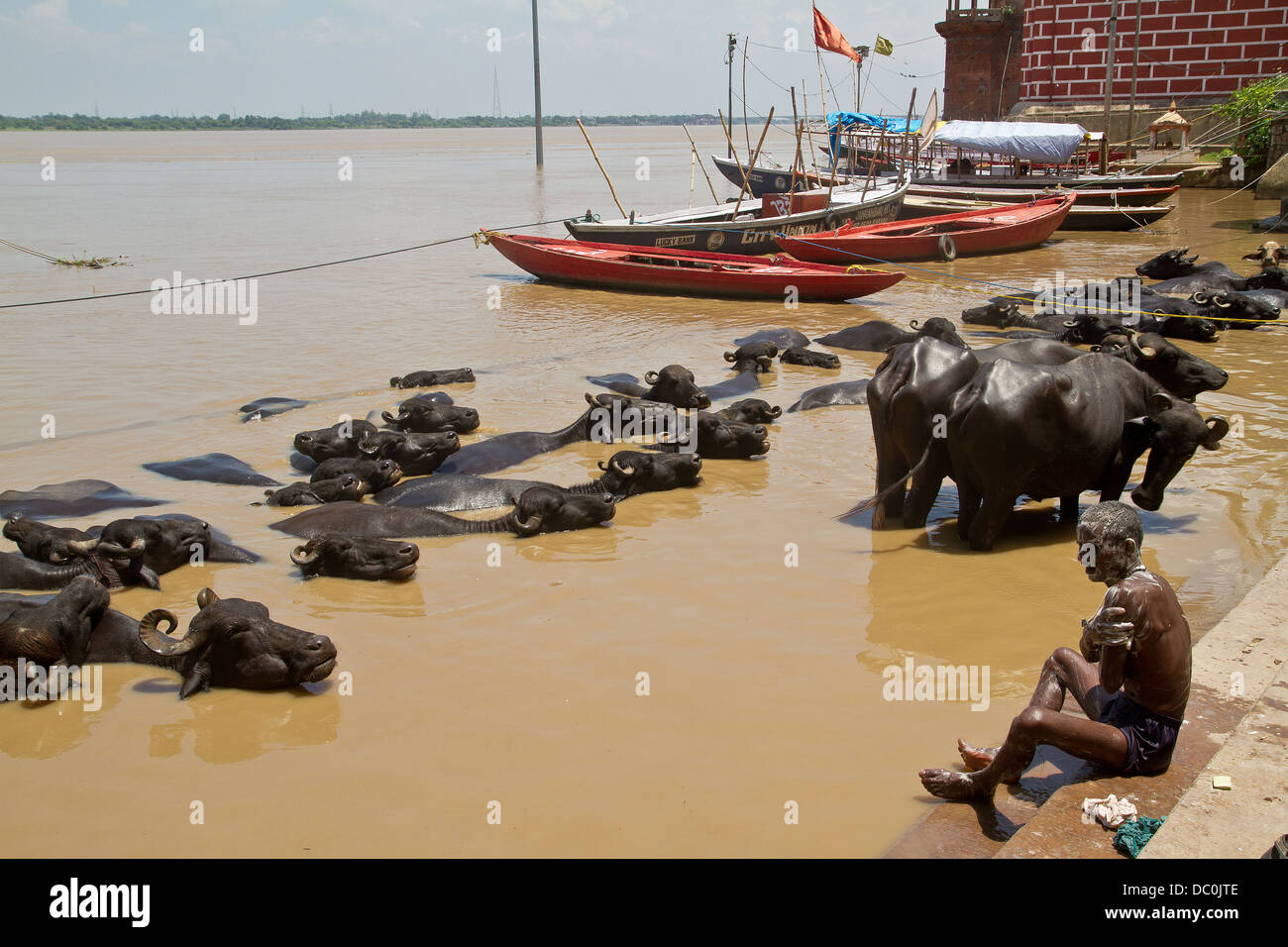 man bathing in the River Ganges along with cows in Varanasi in India Stock Photo