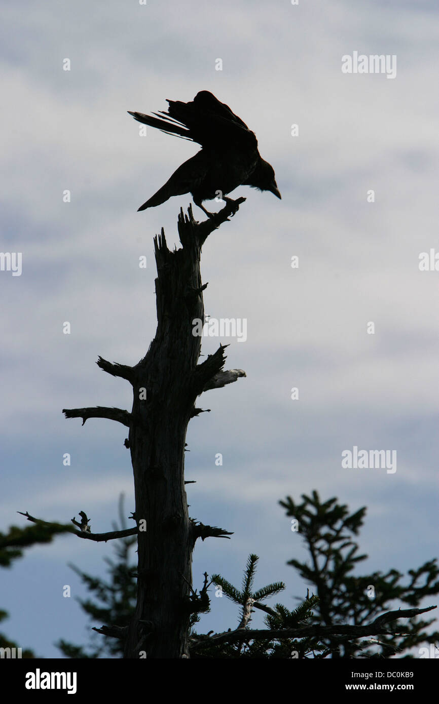 LARGE BIRD ON TOP OF TREE ACADIA NATIONAL PARK, MAINE Stock Photo