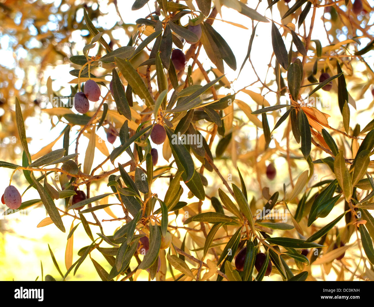 Black olives growing on tree hires stock photography and images Alamy