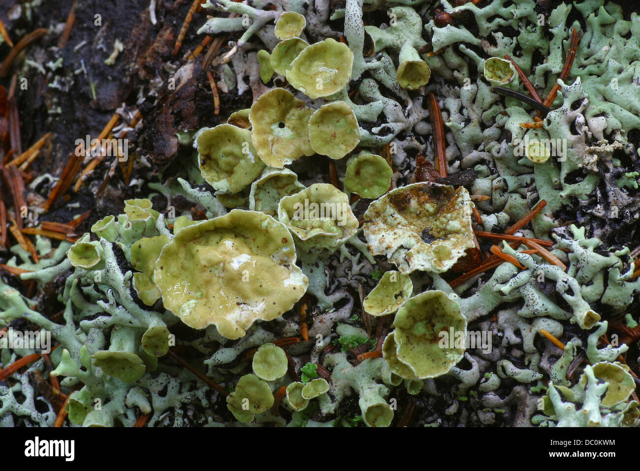 ACADIA NATIONAL PARK, MAINE WILD MUSHROOMS Stock Photo - Alamy