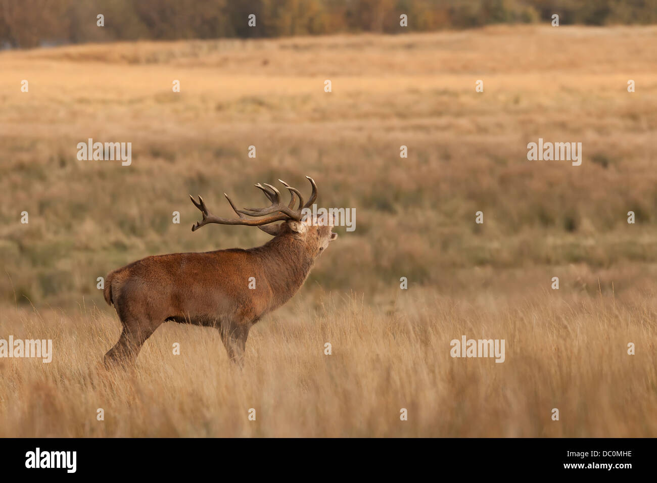 Red Stag Deer in rut. Stock Photo
