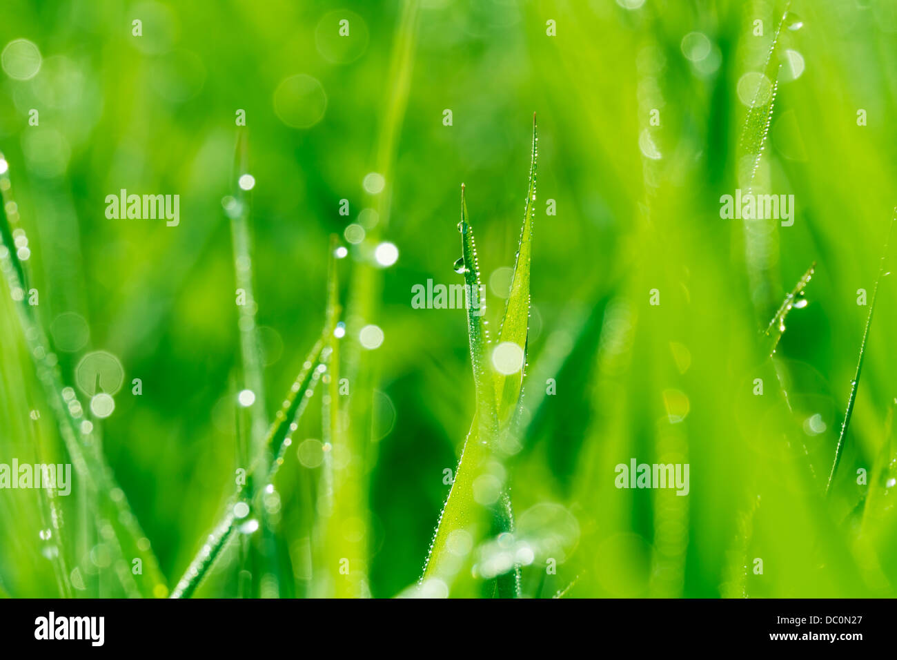 A close image of grass with morning dew Stock Photo Alamy