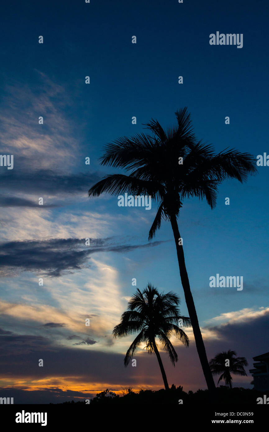 Palm Trees silhouette after sunset Stock Photo