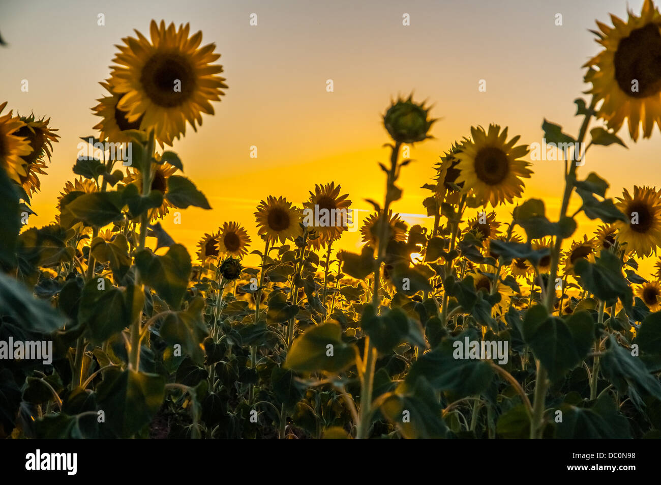 a sunflowers field in a sunny day Stock Photo - Alamy