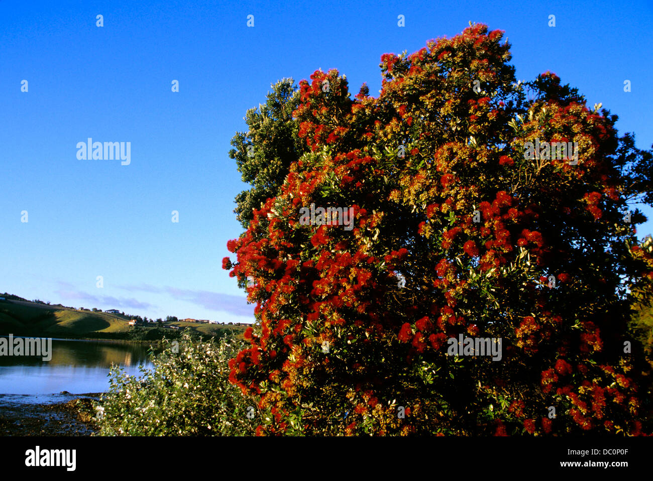 NEW ZEALAND CHRISTMAS TREE IN BLOOM Stock Photo - Alamy