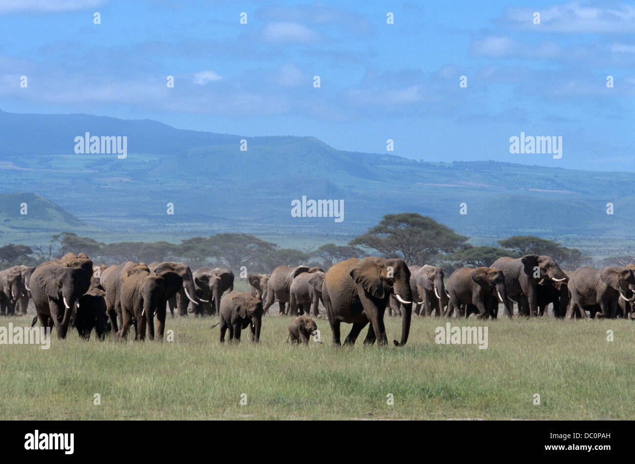 AMBOSELI NATIONAL PARK KENYA AFRICA HERD OF ELEPHANTS WALKING ACROSS PLAINS FROM MT. KILIMANJARO Stock Photo